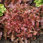Lettuce, Loose Leaf - Red Salad Bowl - St. Clare Heirloom Seeds