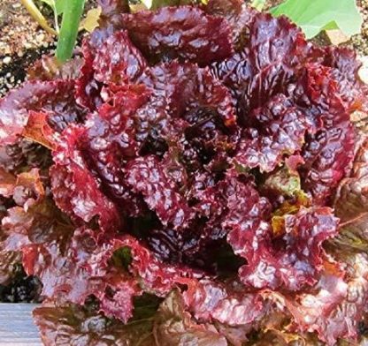 Lettuce, Loose Leaf - Ruby Red - St. Clare Heirloom Seeds
