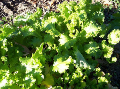 Mustard - Giant Southern Curled - St. Clare Heirloom Seeds