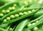 Pea, Shelling, English Pea - Spring - St. Clare Heirloom Seeds