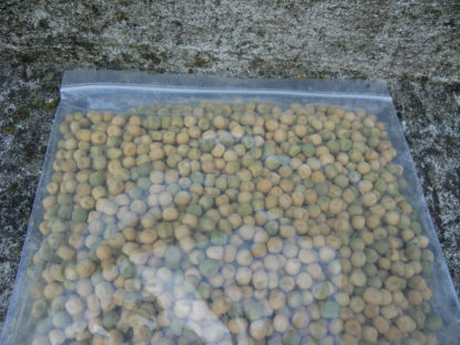 Pea, Snap Pea - Sugar Lace II Seeds - St. Clare Heirloom Seeds