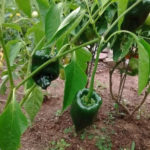 Pepper, Hot - Ancho 101 - St. Clare Heirloom Seeds