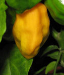 Pepper, Hot - Orange Habanero Photo Credit: Robert Duval - St. Clare Heirloom Seeds