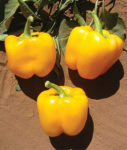 Pepper, Sweet - Golden California Wonder - St. Clare Heirloom Seeds