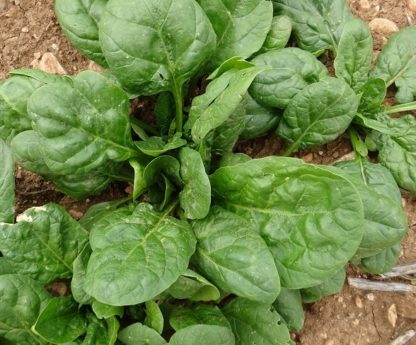 Spinach - Bloomsdale Longstanding - St. Clare Heirloom Seeds