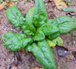 Spinach - Organic Bloomsdale Long Standing - St. Clare Heirloom Seeds
