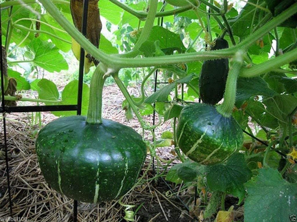 Winter Squash - Burgess Strain Buttercup - St. Clare Heirloom Seeds ...