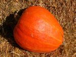 Squash, Winter - Golden Delicious - St. Clare Heirloom Seeds