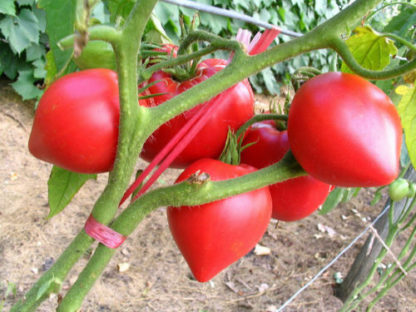 Tomato - Ann Russian - St. Clare Heirloom Seeds