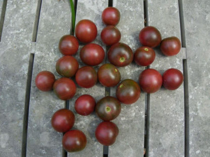 Tomato, Cherry - Black Cherry - St. Clare Heirloom Seeds