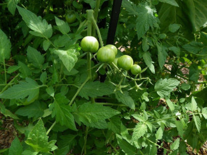 Tomato, Cherry - Black Cherry Immature Fruit - St. Clare Heirloom Seeds