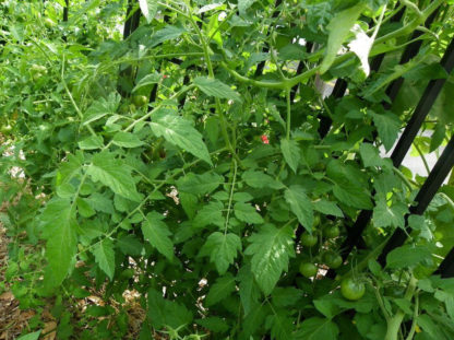 Tomato, Cherry - Black Cherry Plant and Immature Fruit - St. Clare Heirloom Seeds