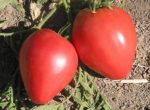 Anna Russian Tomato - St. Clare Heirloom Seeds