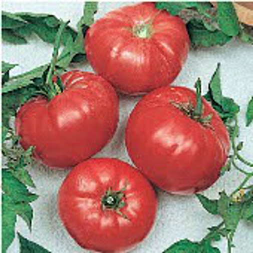 Tomato - Brandywine Red Potato Leaf - St. Clare Heirloom Seeds - Heirloom  and Open Pollinated Vegetable, Flower, and Herb Garden Seeds