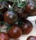 Black Cherry Tomato - St. Clare Heirloom Seeds