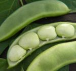 Fordhook 242 Lima Bean - St. Clare Heirloom Seeds