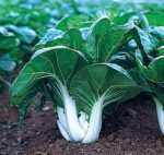 Pak Choi White Stem Chinese Cabbage - St. Clare Heirloom Seeds