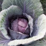 Red Acre Cabbage - St. Clare Heirloom Seeds