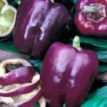 Pepper, Sweet - Purple Beauty - St. Clare Heirloom Seeds