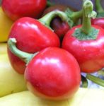 Pepper, Sweet - Sweet Cherry Pepper - St. Clare Heirloom Seeds