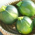 Squash, Summer - Round Zucchini - St. Clare Heirloom Seeds