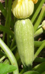 Summer Squash - Gray Zucchini - St. Clare Heirloom Seeds