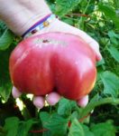 Tomato, Pink and Purple - Brandywine Pink - St. Clare Heirloom Seeds