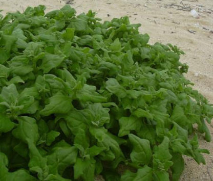New Zealand Spinach - St. Clare Heirloom Seeds Photo Credit Robert Duval