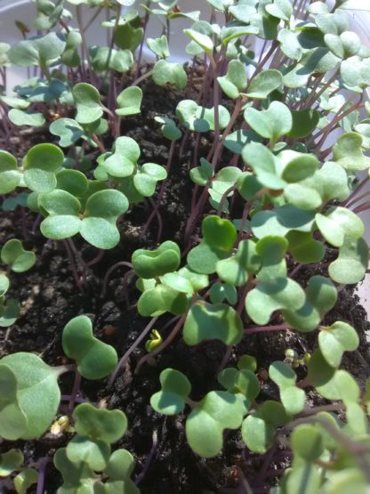 Broccoli Microgreen Seeds - St. Clare Heirloom Seeds