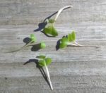 Collard, Vates Microgreen Seeds - St. Clare Heirloom Seeds