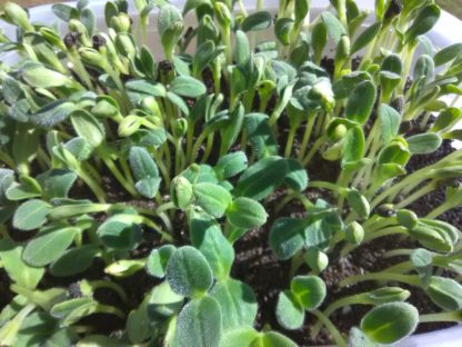 Borage Microgreen Seeds - St. Clare Heirloom Seeds