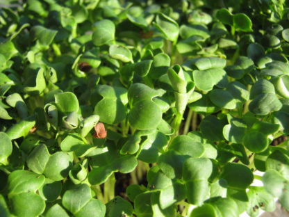 Radish, Daikon Microgreen - St. Clare Heirloom Seeds
