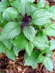 Herb - Basil - Persian - St. Clare Heirloom Seeds