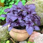Herb - Basil - Purple Dark Opal - St. Clare Heirloom Seeds