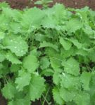 Kale - Siberian - St. Clare Heirloom Seeds