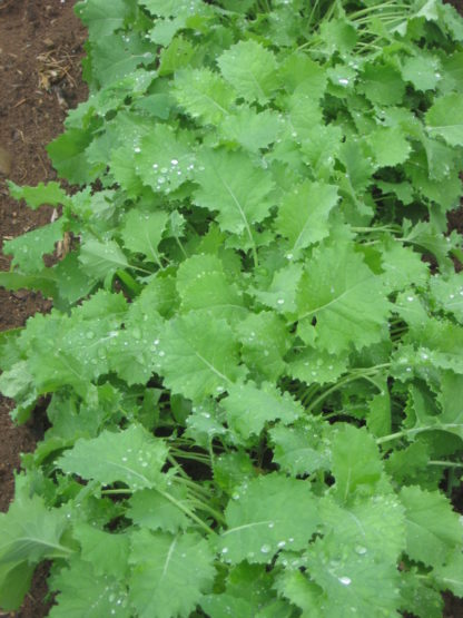 Kale - Siberian - St. Clare Heirloom Seeds
