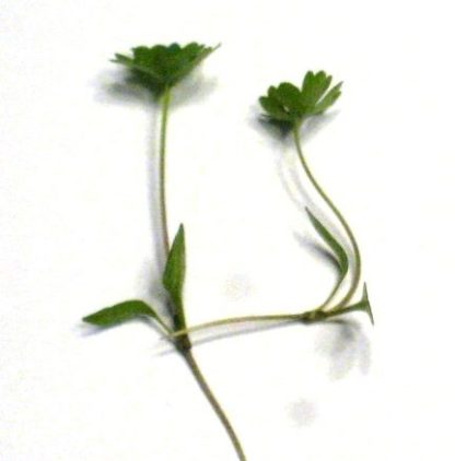 Parsley Microgreens - St. Clare Heirloom Seeds