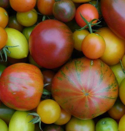 Tomato Heirloom Seed Blends - St. Clare Heirloom Seeds