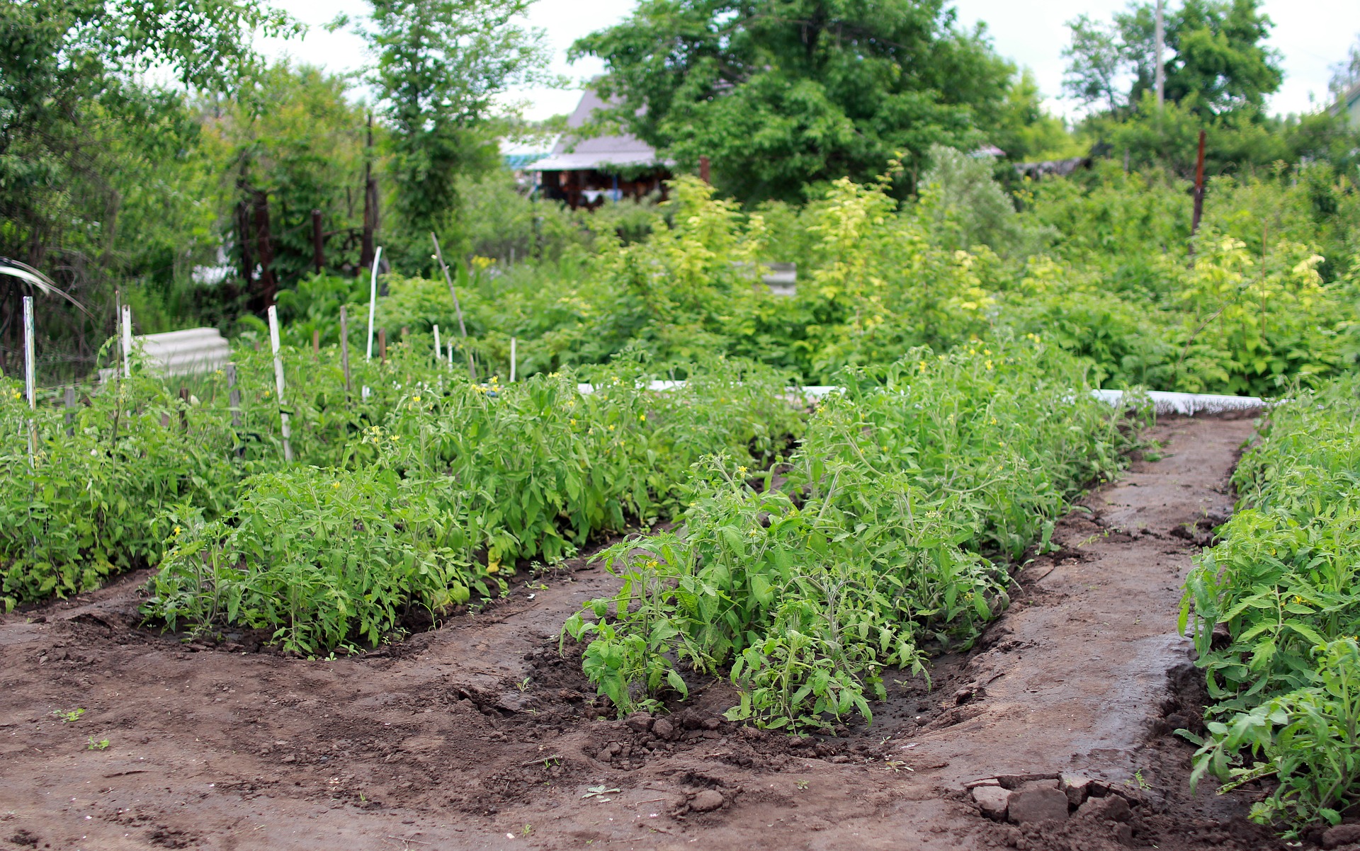 How to Plan Your Organic Open Pollinated / Heirloom Vegetable Garden - St. Clare Heirloom Seeds