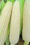 Trucker's Favorite White Non-GMO - St. Clare Heirloom Seeds
