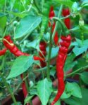Pepper, Hot - Cayenne, Long Thin - St. Clare Heirloom Seeds