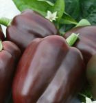Pepper, Sweet - Chocolate Bell - St. Clare Heirloom Seeds