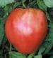 Tomato German Red Strawberry - St. Clare Heirloom Seeds