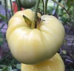 Tomato, White - Great White Tomato - St. Clare Heirloom Seeds