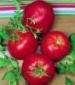 Tomato - Ace 55 - St. Clare Heirloom Seeds
