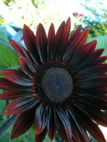 Flower - Sunflower - Chocolate Cherry - St Clare Heirloom Seeds