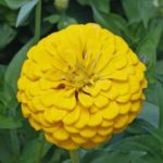 Flower - Zinnia - Canary Bird - St. Clare Heirloom Seeds