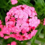 Flower - Sweet William - Pink