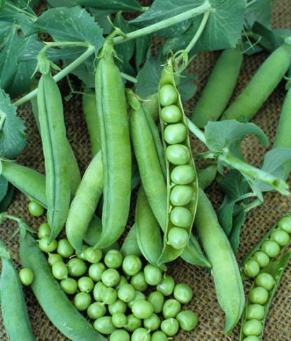 Pea, Shelling, English Pea - Laxtons Progress No 9 - St. Clare Heirloom Seeds