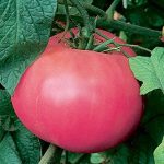 Tomato, Pink and Purple - Beefsteak, Pink - St. Clare Heirloom Seeds